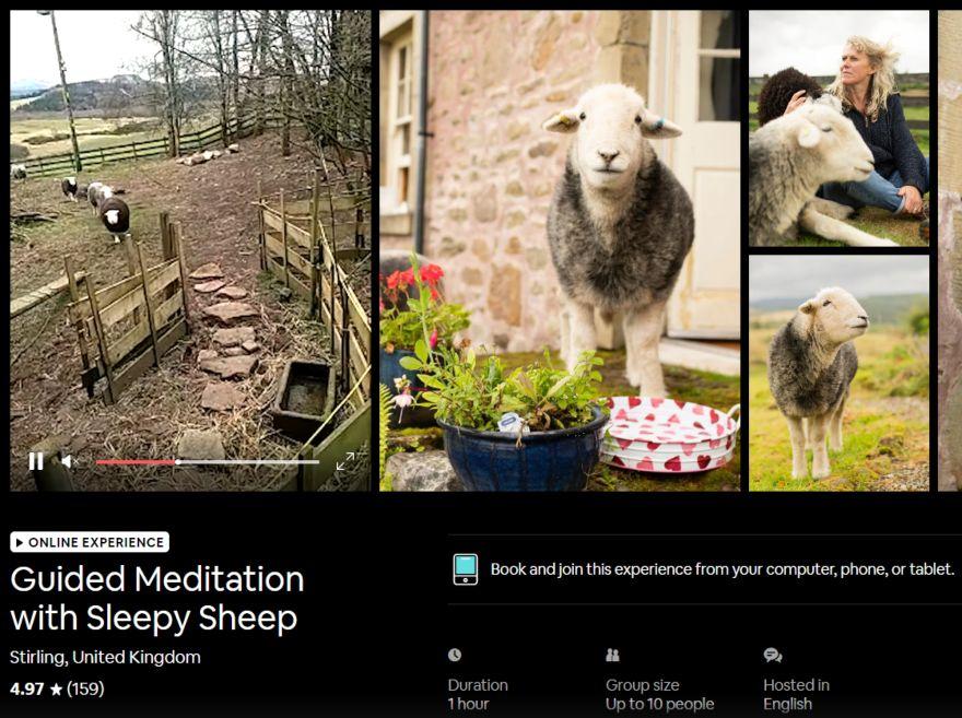 Meditación de ovejas